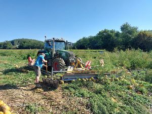 Kürbis auf Reihen zusammenschieben mit einem Traktor