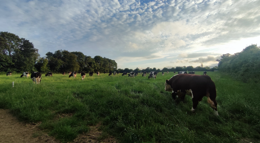 Auslandspraktikum 2025 Auslandspraktikum 2025