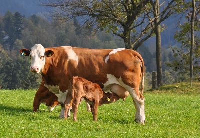 Brennpunktthema Eutergesundheit und Antibiotika © LFS Kirchberg am Walde Brennpunktthema Eutergesundheit und Antibiotika © LFS Kirchberg am Walde