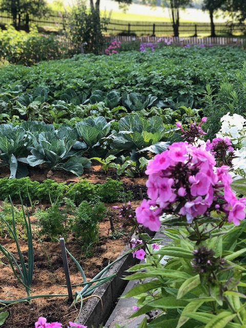 Unser wunderschöner Hausgarten im Juli 2019