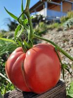 Tomate © LFS Grottenhof Tomate