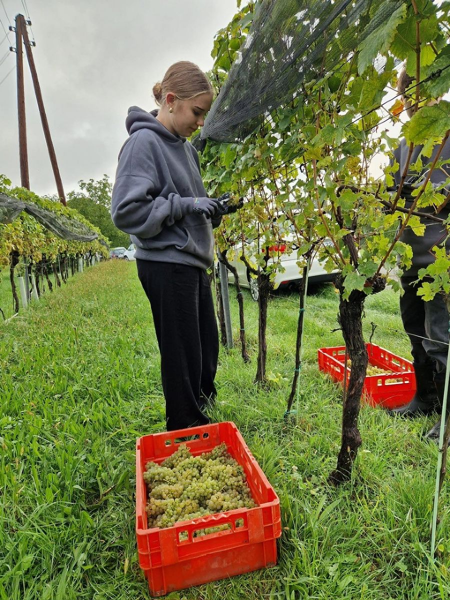 Weinlese