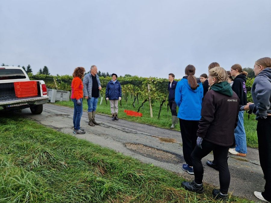 Weinlese