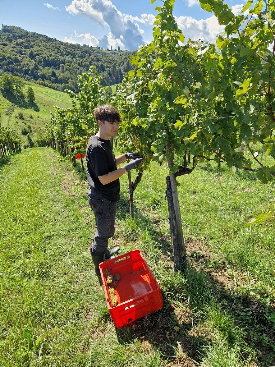 Weinlese