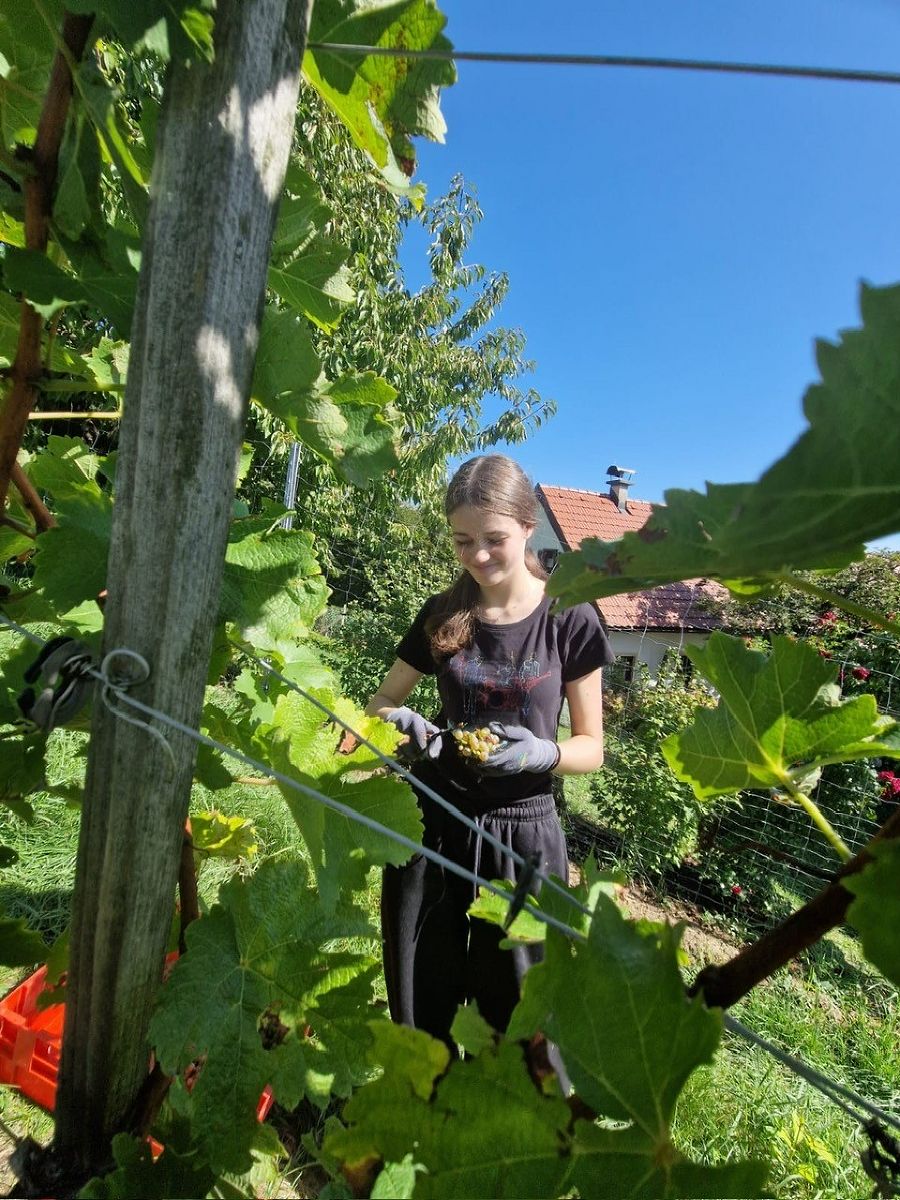 Weinlese