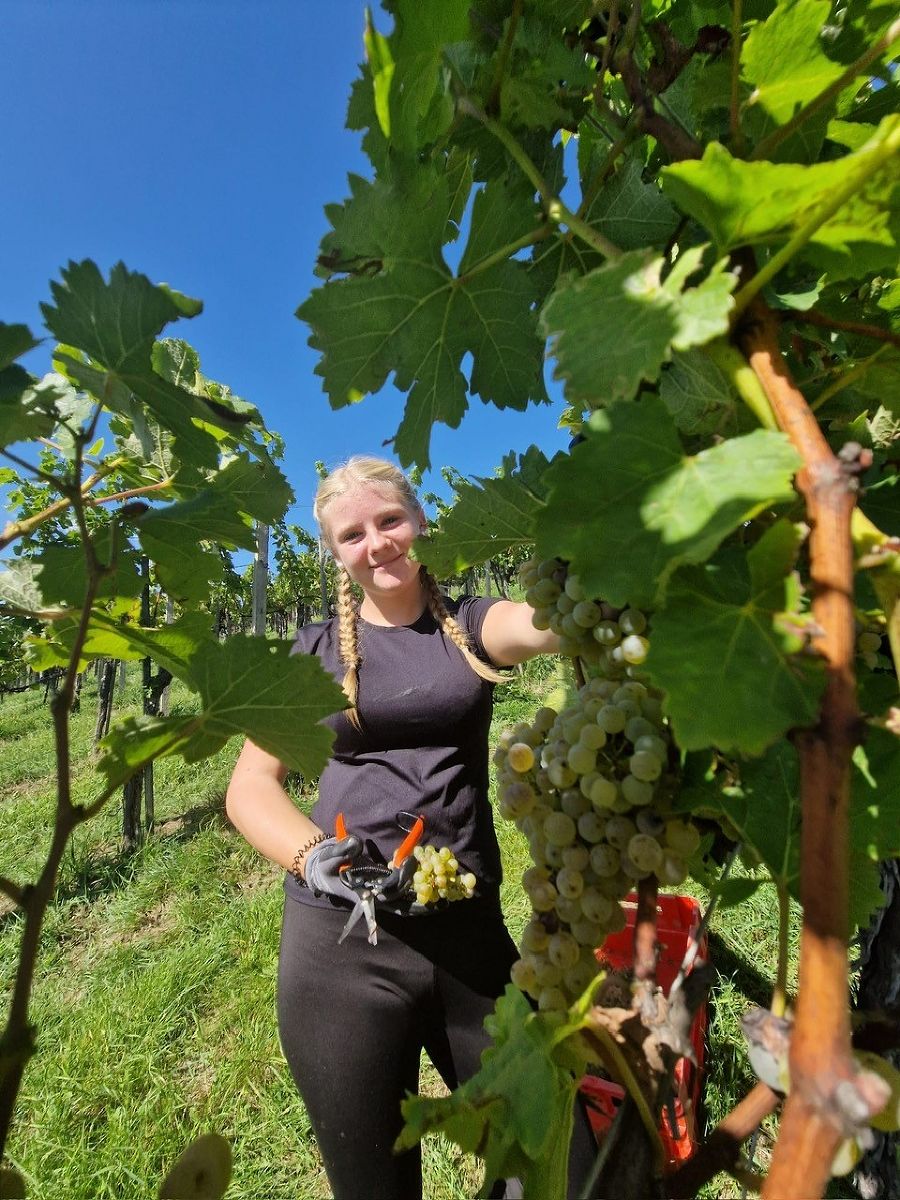 Weinlese
