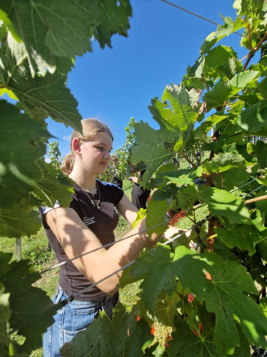 Weinlese