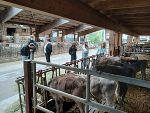 Schüler und Austausschüler im Rinderstall