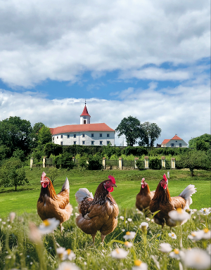 Am Foto sieht man Hühner auf der Wiese vor dem Kirchberger Schloss