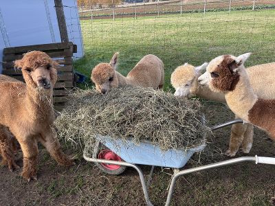 Alpacas die es kaum abwarten können frisches Essen zu bekommen.