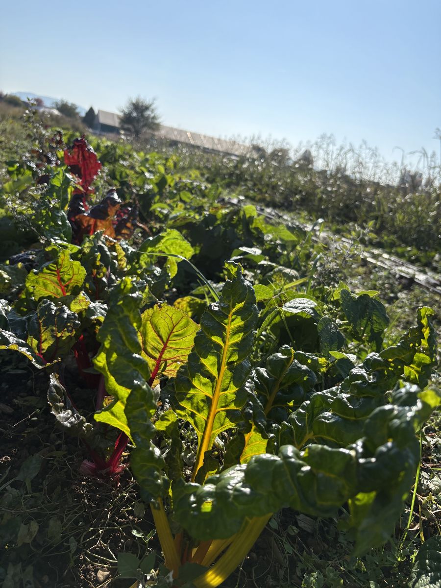 Praktikum Vicenza Praktikum Vicenza