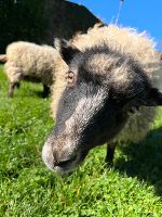 Tiergestützte Pädagogik © FS Burgstall