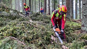 Schüler entastet einen Baum
