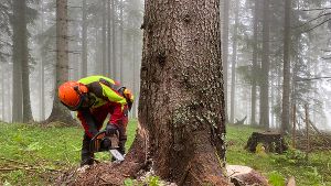 Schüler fällt selbstständig einen Baum