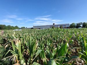Hohes Maisfeld vor einem Gebäude an einem sonnigen Tag. Blaues Himmelszelt.