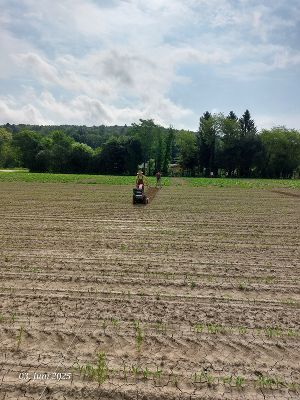 Ackerland mit jungen Pflanzen und einer Person auf einem landwirtschaftlichen Fahrzeug bei der Arbeit.