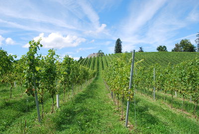 Landesgut © LFS Silberberg