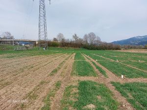 Bestand Sommer und Winterbraugerste