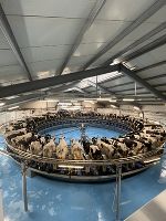 Moderne Karussellmelkanlage mit einer großen Anzahl an schwarz-weiß gefleckten Kühen in einem Stall.