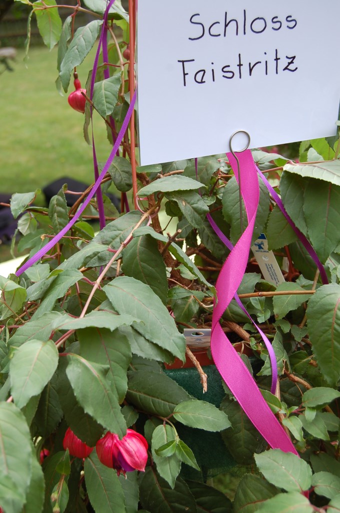 Fuchsienausstellung