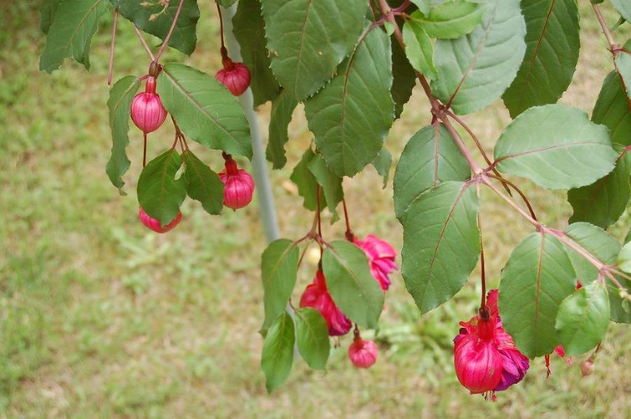 Fuchsienausstellung