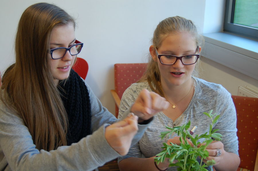 Kräuterrallye