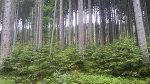 Forst-Unterlaussa