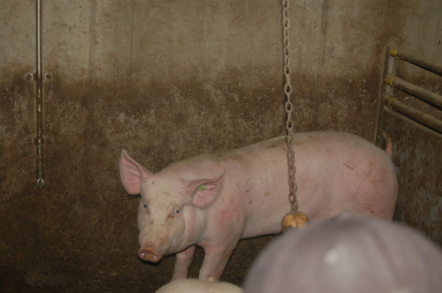 Betriebsbesichtigung Speckbauer