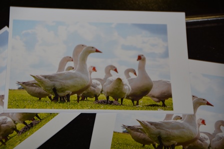 Gala "Gans anders"
