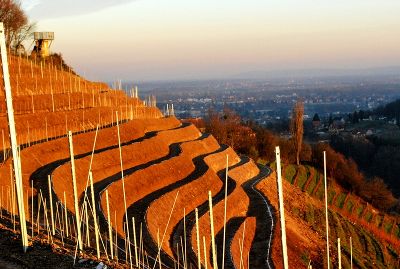 Weingarten bei Abendsonne