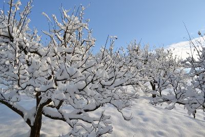 Obstgarten bei Winter