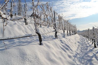 Weingarten bei Winter