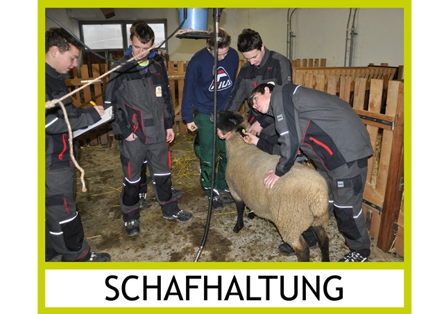 Schafhaltung