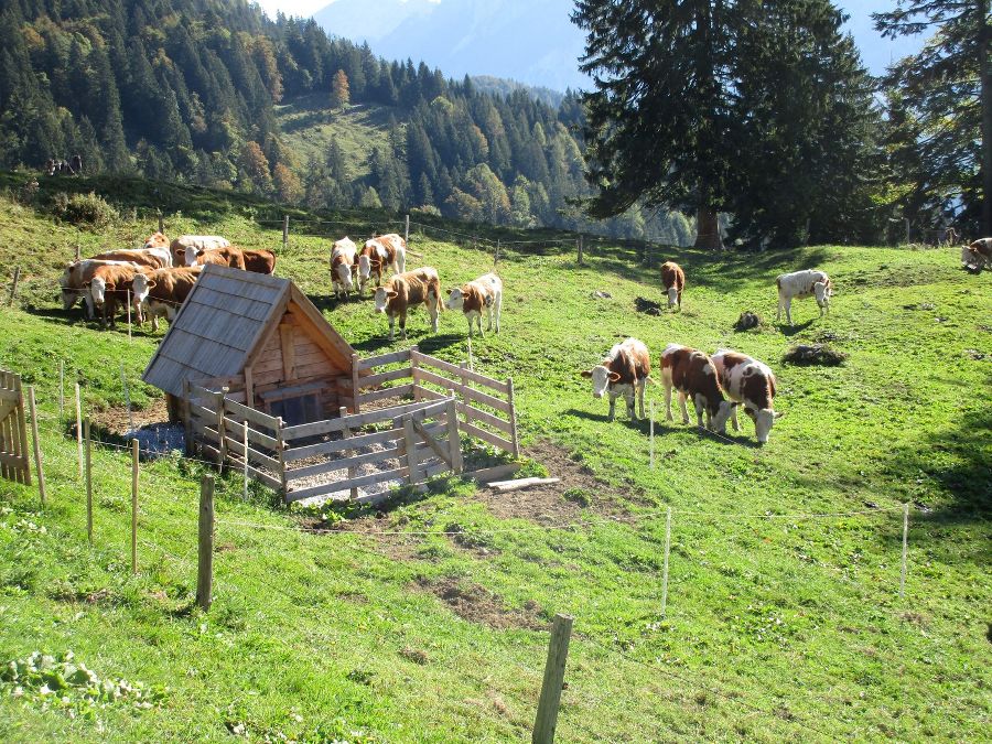 Almabtrieb Herbst 16