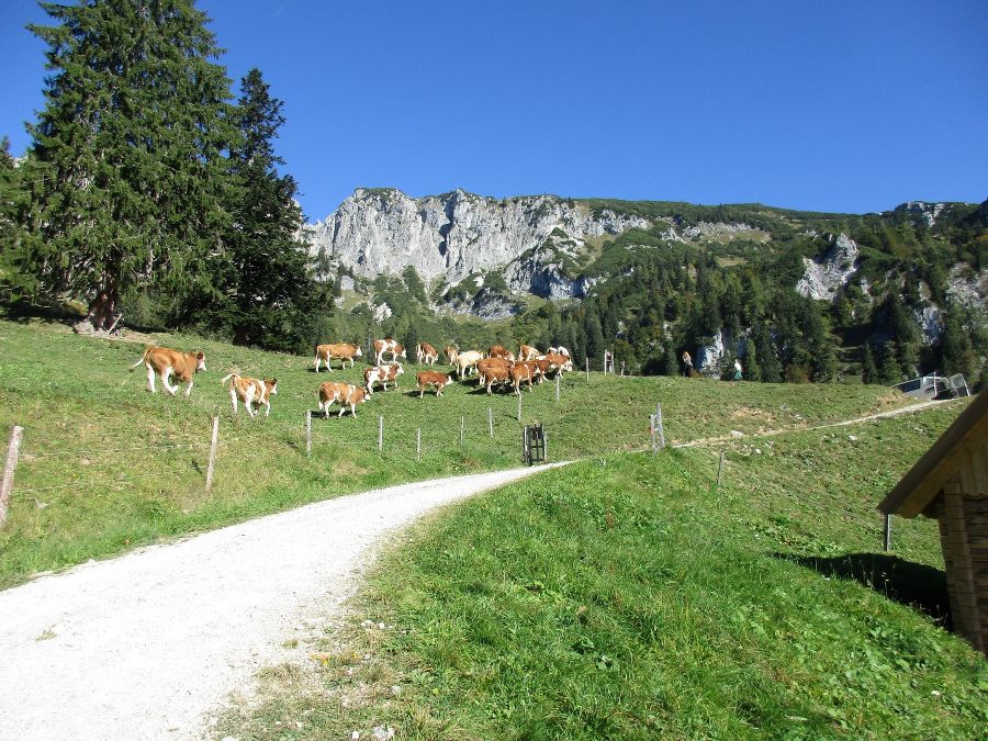 Almabtrieb Herbst 16