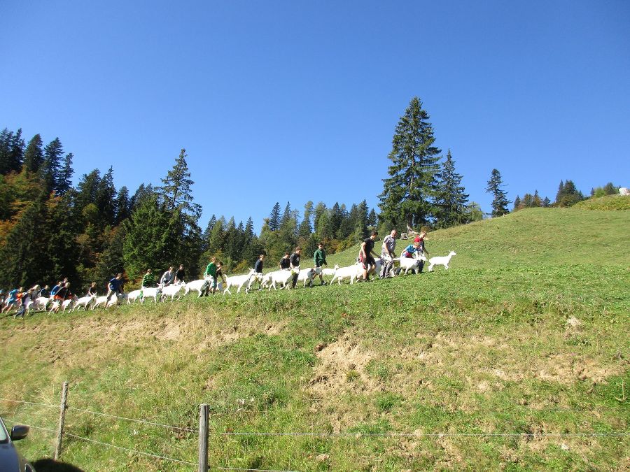 Almabtrieb Herbst 16