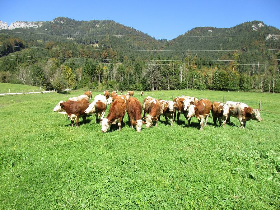 Almabtrieb Herbst 16