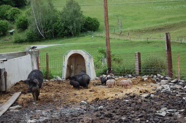 Betriebsbesichtung GOLLAHOF