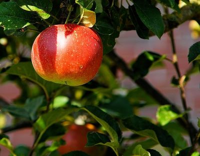 Apfel
