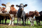 Grottenhof © LFS Grottenhof Grottenhof