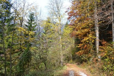 Herbstwald