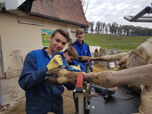 Klauenpflege Klauenpflege