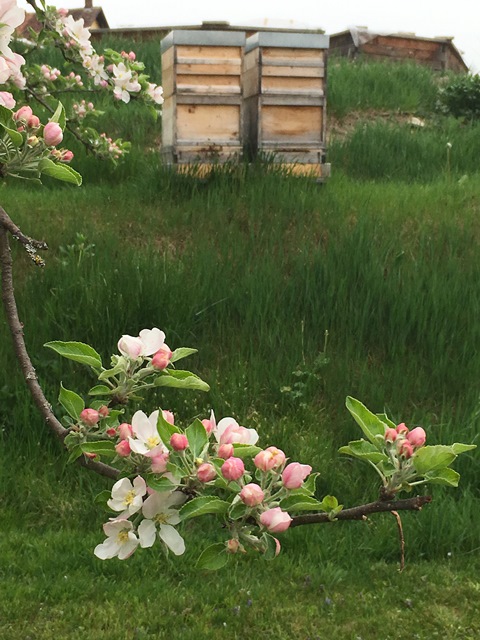 Schulbienen