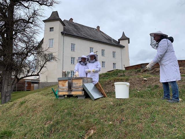 Schulbienen Schulbienen