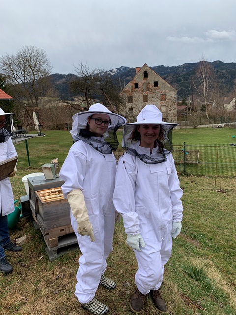 Schulbienen Schulbienen