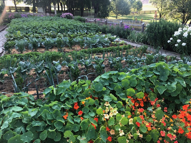 Unser wunderschöner Hausgarten im Juli 2019