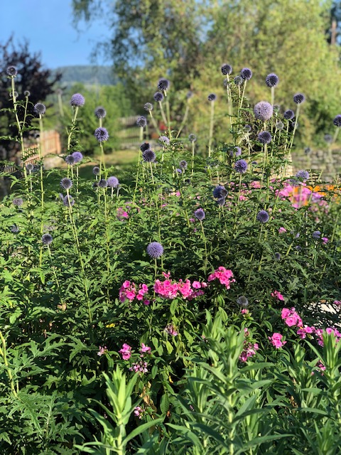 Unser wunderschöner Hausgarten im Juli 2019