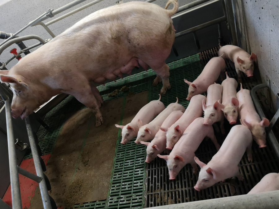 Fachexkursion "Tierhaltung" in die Fachschule Hatzendorf