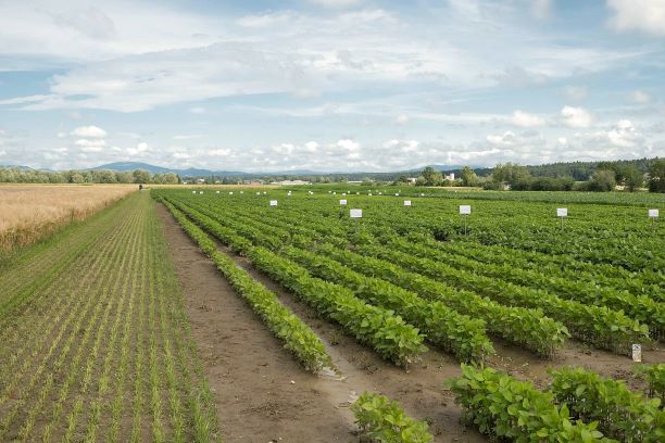 Versuchsfläche Kalsdorf bei Ilz © Oberecker