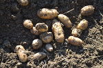 Kartoffelernte © FS Schloss Stein